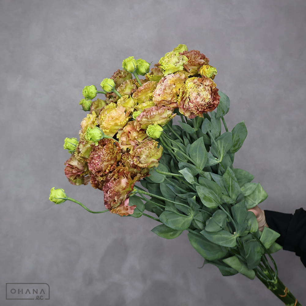 トルコキキョウ　アンバーダブルショコラ　 ３輪