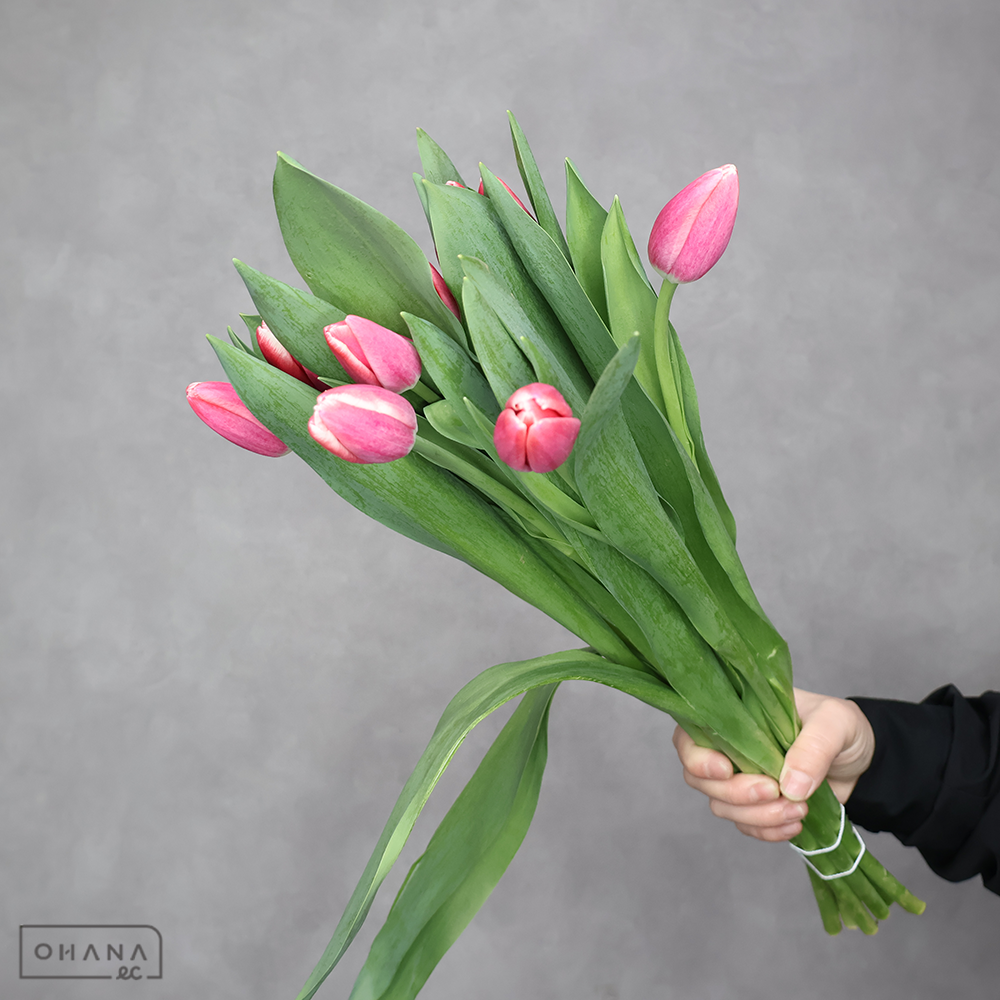 チューリップ　タイムレス　秀 ２Ｌ