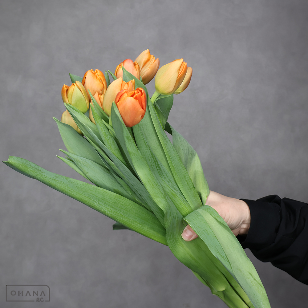 チューリップ　アイコーン 八重　秀 ２Ｌ