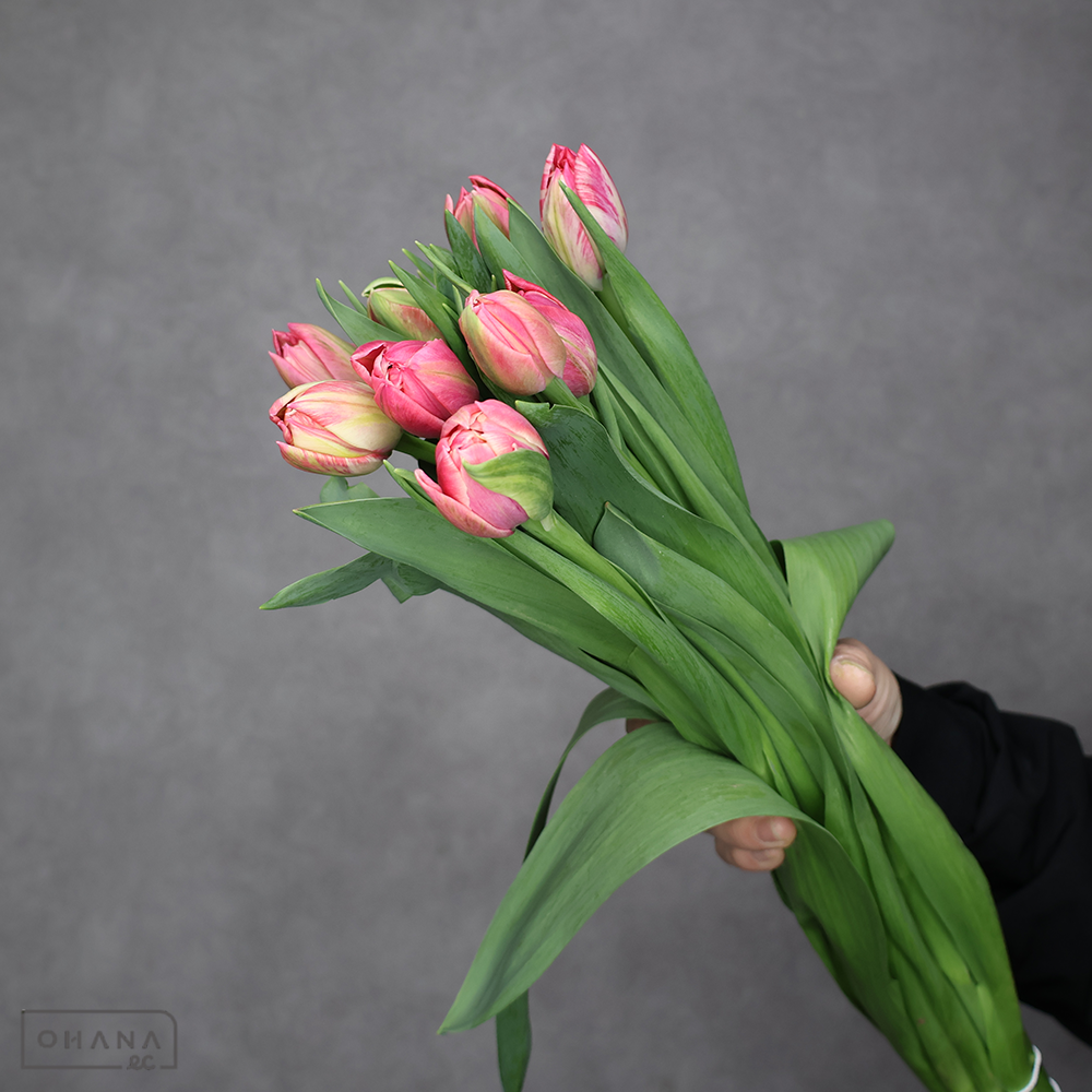 チューリップ　コロンブス 八重　秀 ２Ｌ