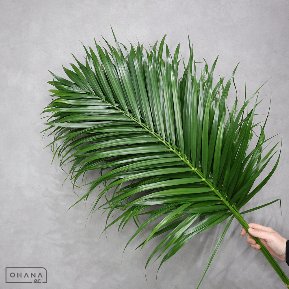 アレカヤシ　　Ａ Ｍ