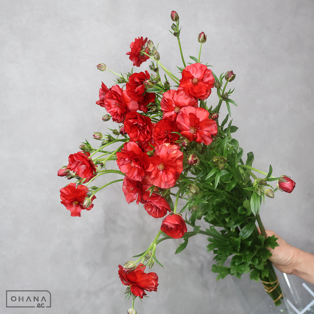 ラナンキュラス　ラックス ハデス　　秀 60cm