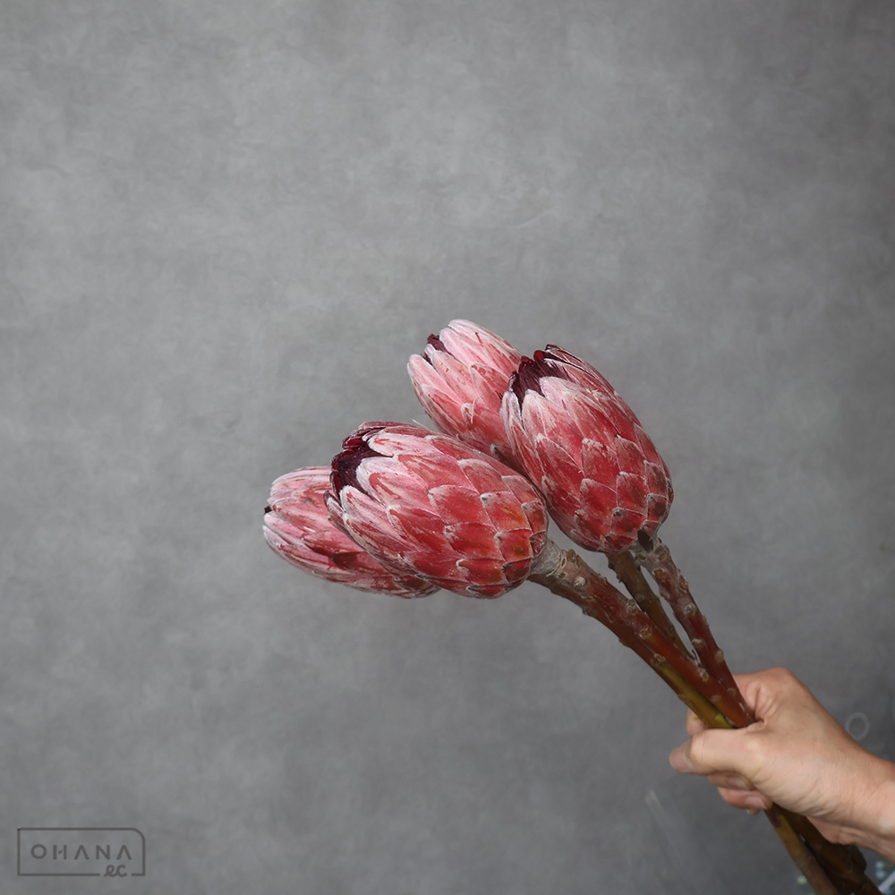 プロティア　ピンクアイス ※5本束　 40cm