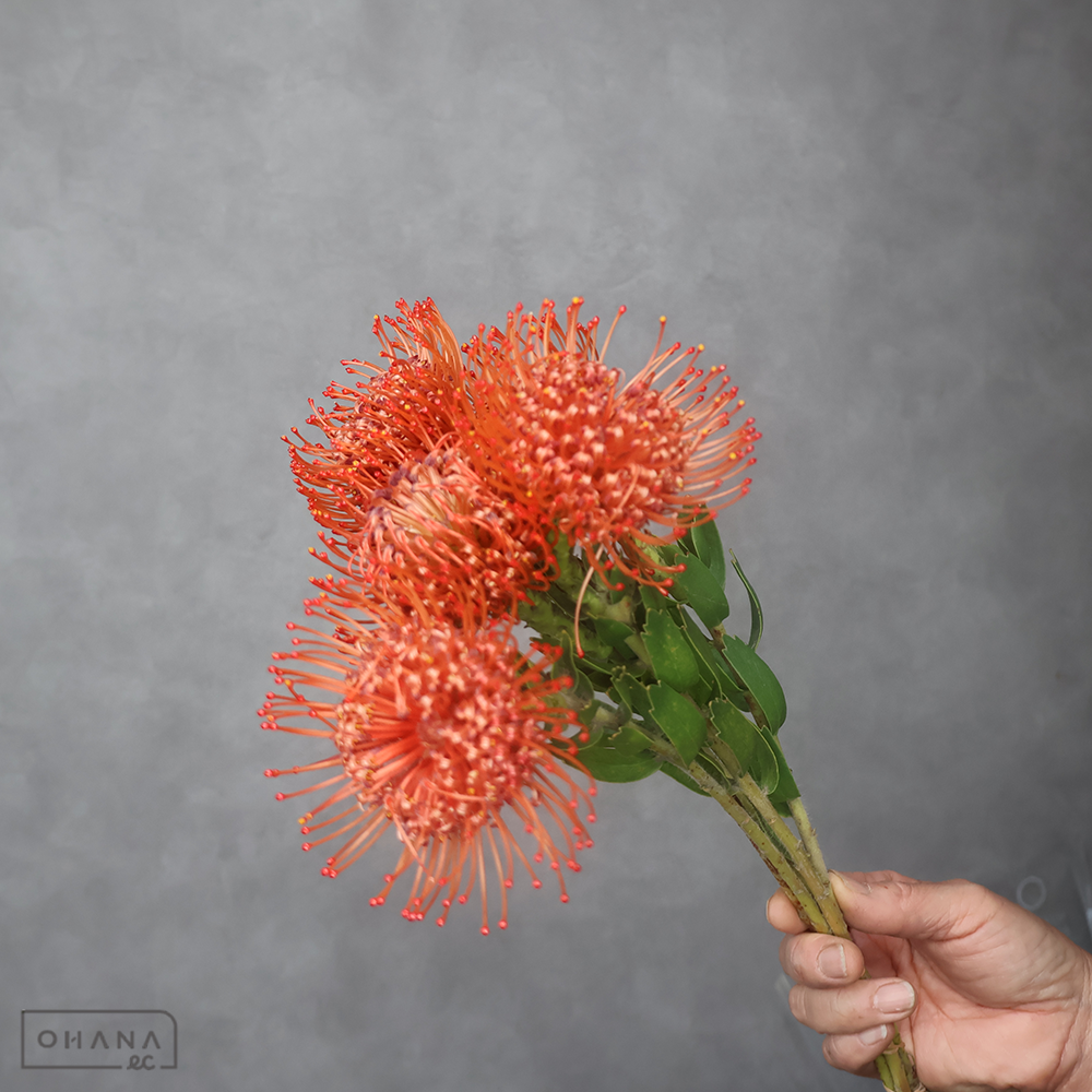 ピンクッション　キャロライン ※5本束　 40cm