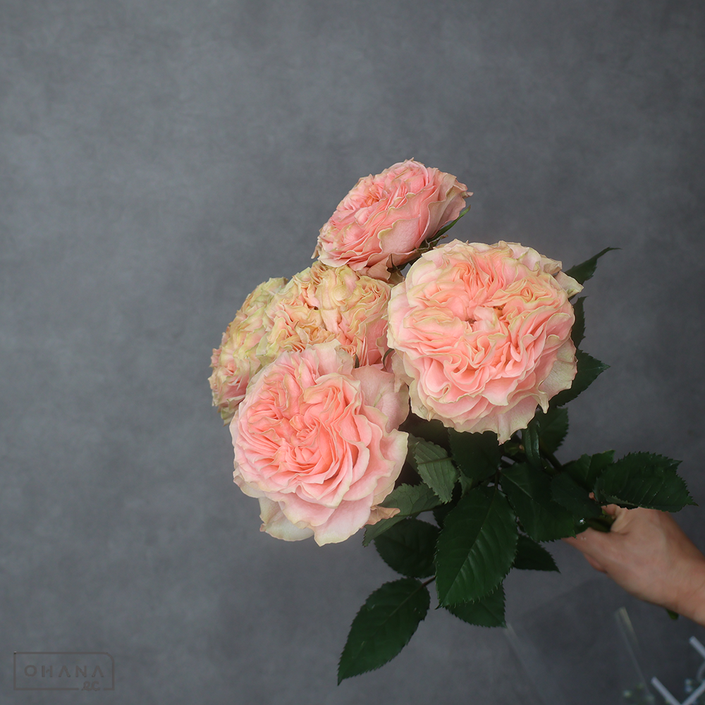 バラピンク　リビングコーラルオープン　 40cm