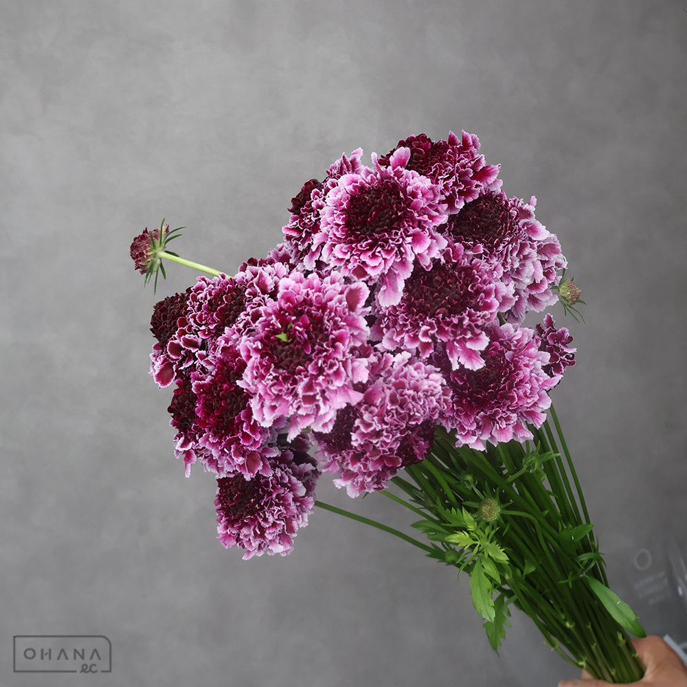 スカビオサ　テラ５２４ ピコワイン ※25本束　秀 50-40cm