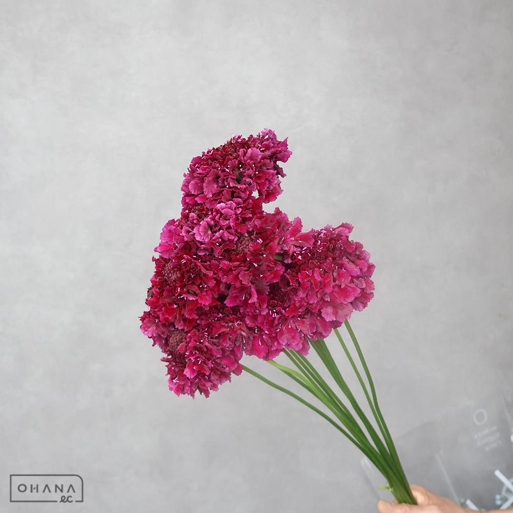 スカビオサ　テラ５２２ ワイン ※15本束　秀 60-50cm (大輪）