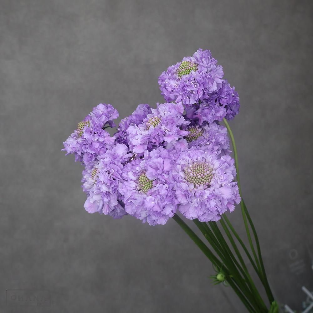 スカビオサ　テラ５１８ ピコブルー ※15本束　秀 60-50cm (大輪）