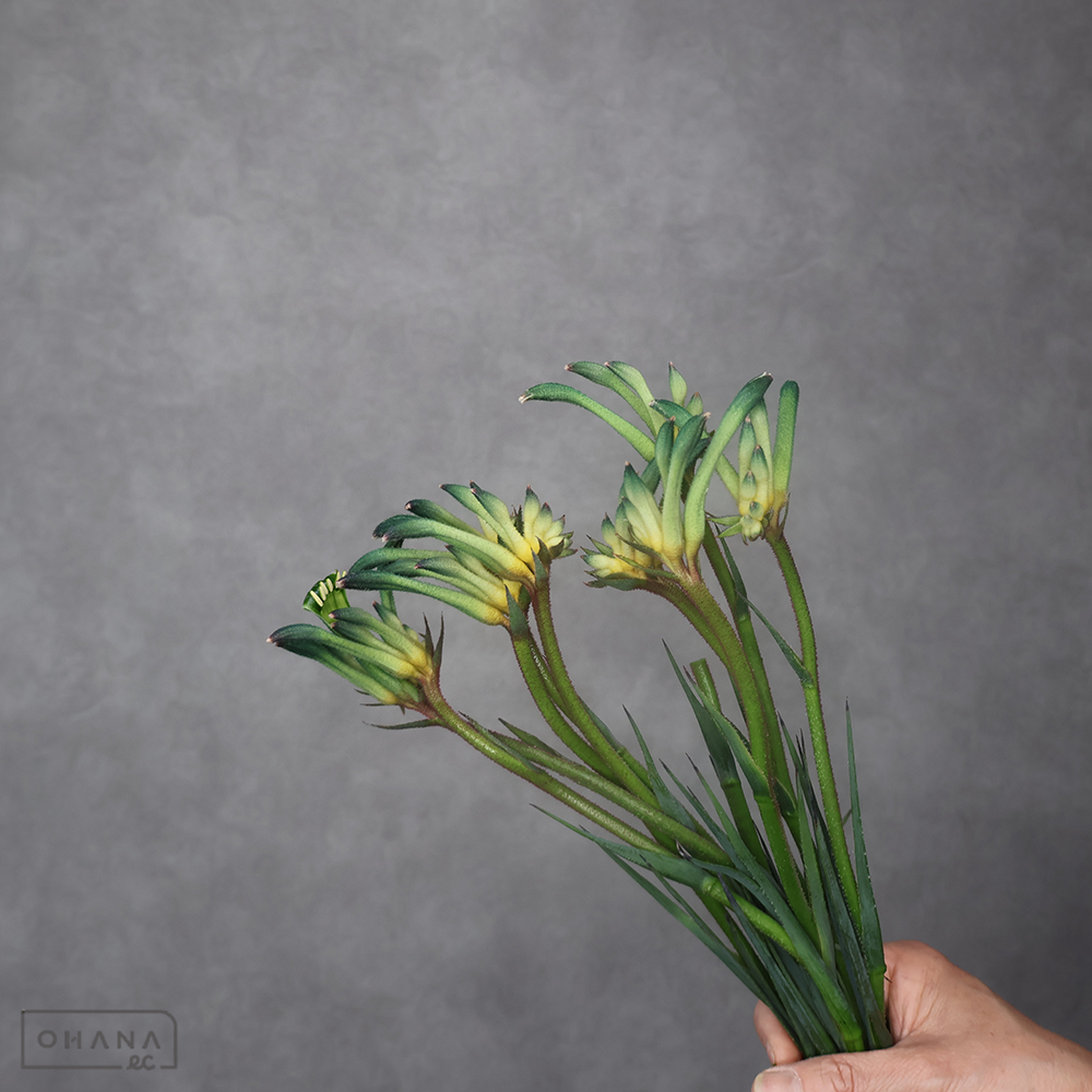 カンガルポー　セレブレーションオージースピリット　秀 30cm