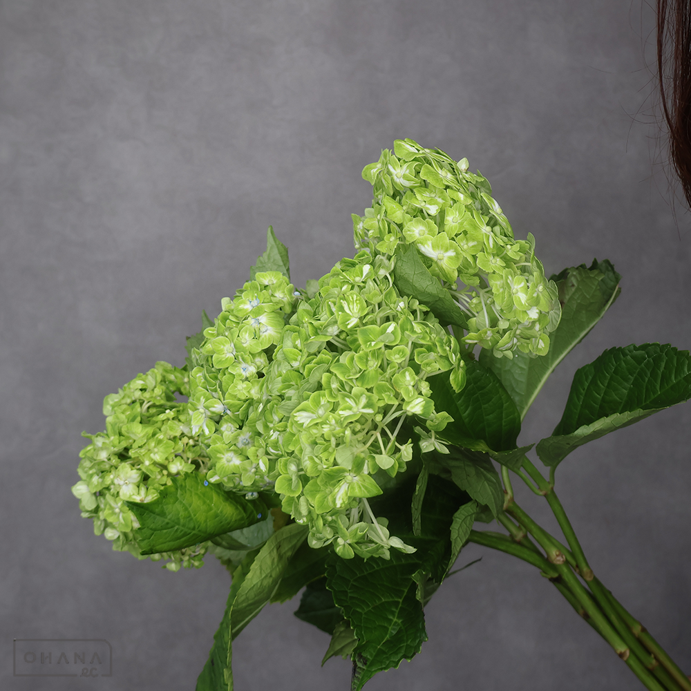 アジサイ　シャムロック ※5本束　 60cm花径15-16cm