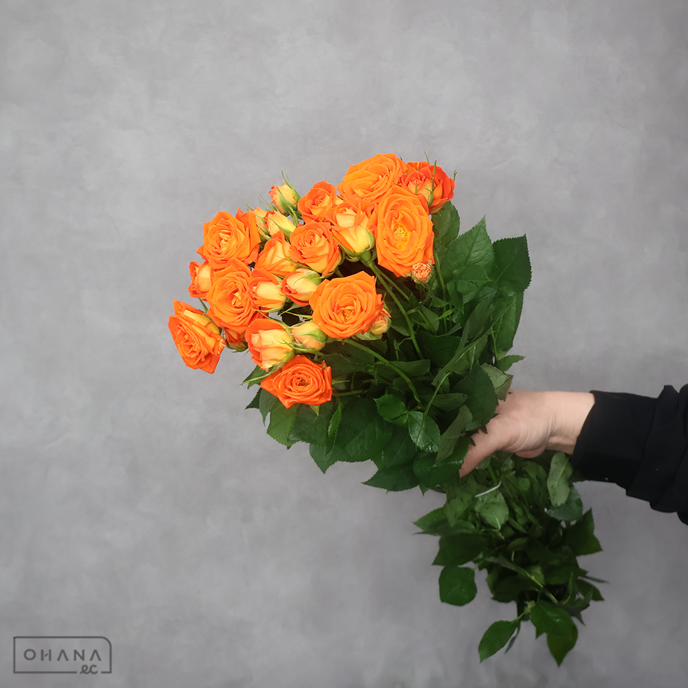 Ｓバラ　キングバブル　秀 50cm