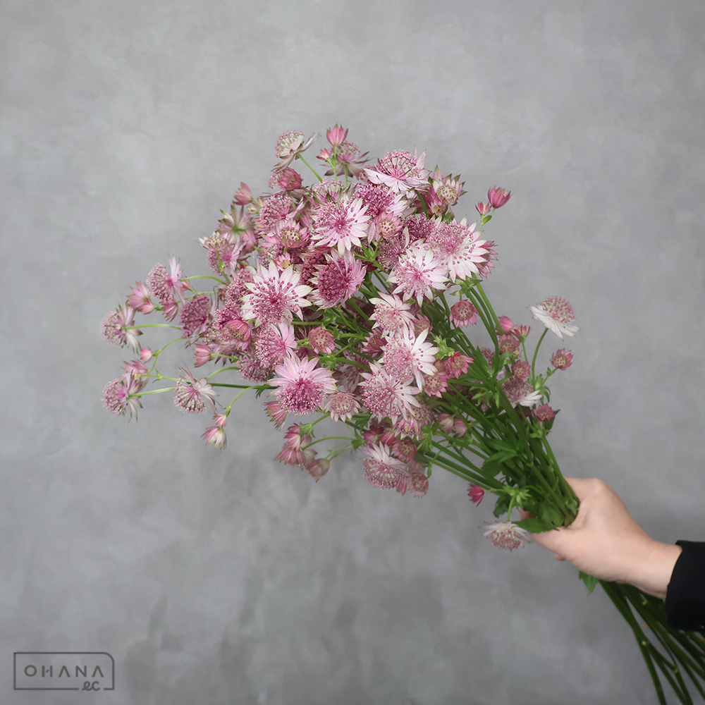 アストランティア　ローマ ※国産　秀 70cm