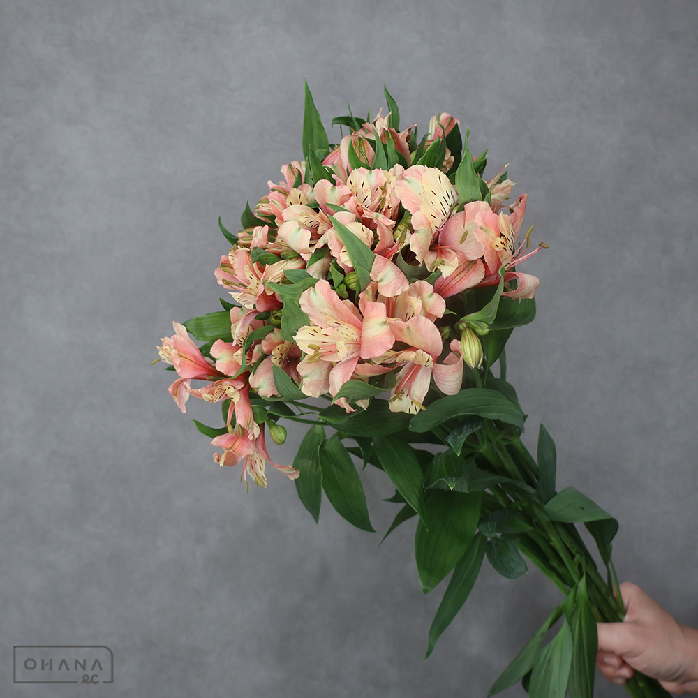 アルストロメリア　ミルクティ 85cm