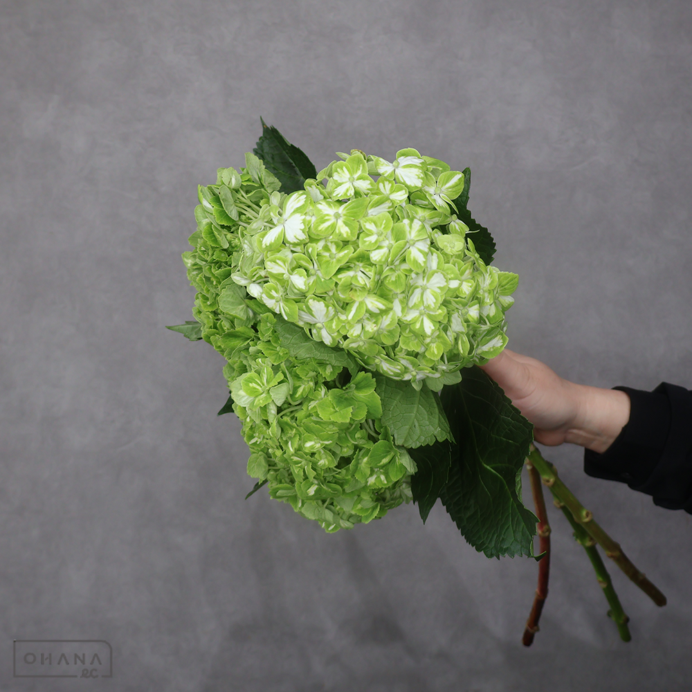 アジサイ エメラルドホワイト 白/緑 ※3本束 60cm 花径16-17cm