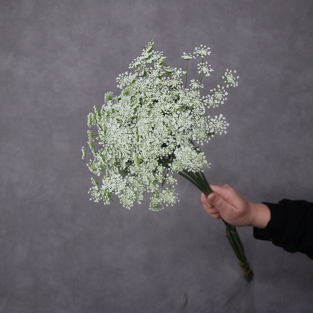 Ｗレースフラワー　 75cm