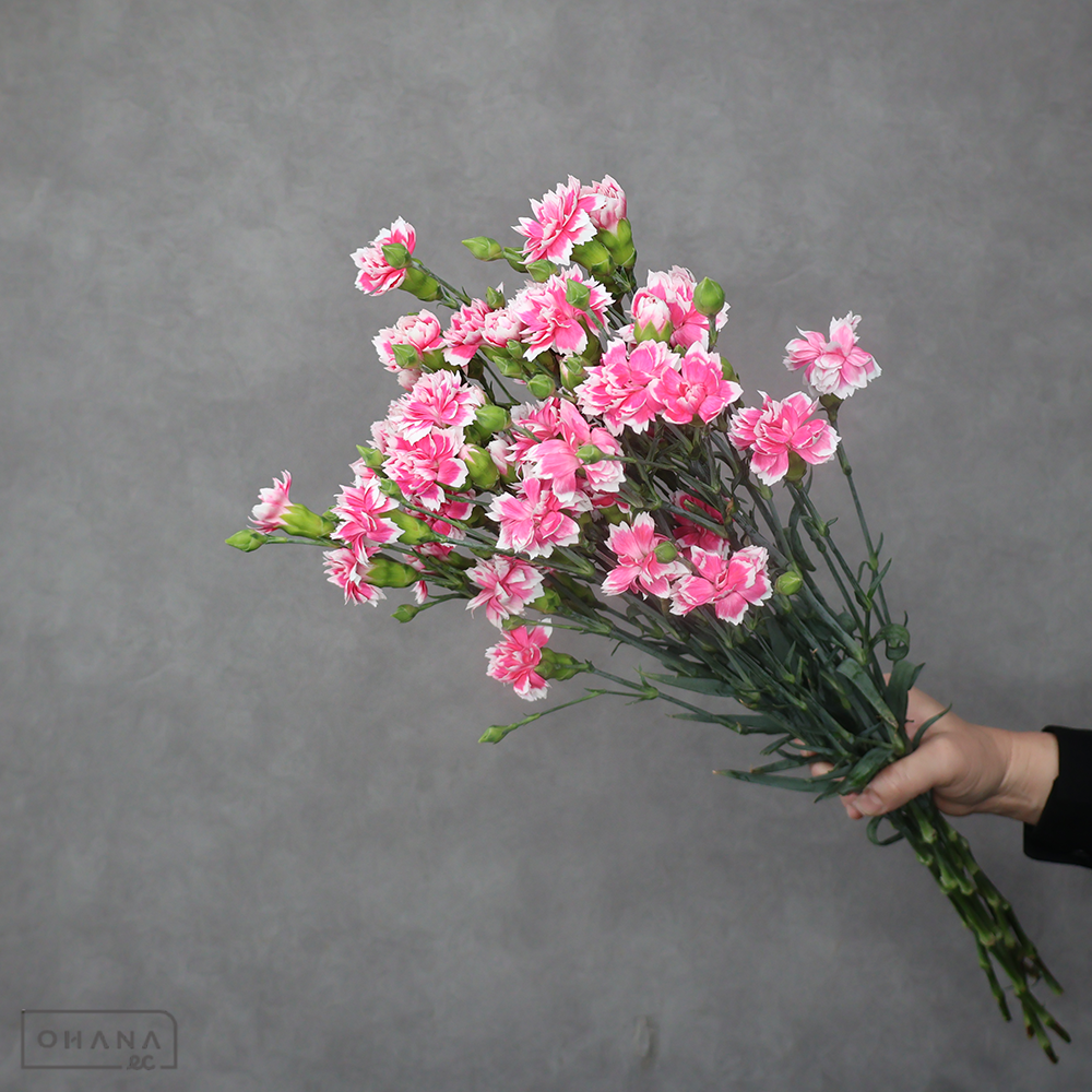 ＳＰカーネ　スターダブルフェスティバルテッシノ 65cm