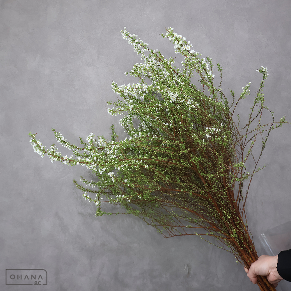 雪柳　小雪　AL 90cm