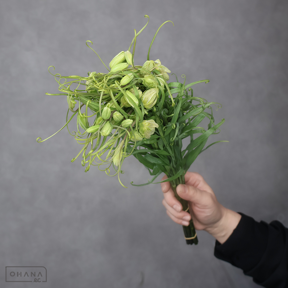 貝母ユリ　秀 40cm