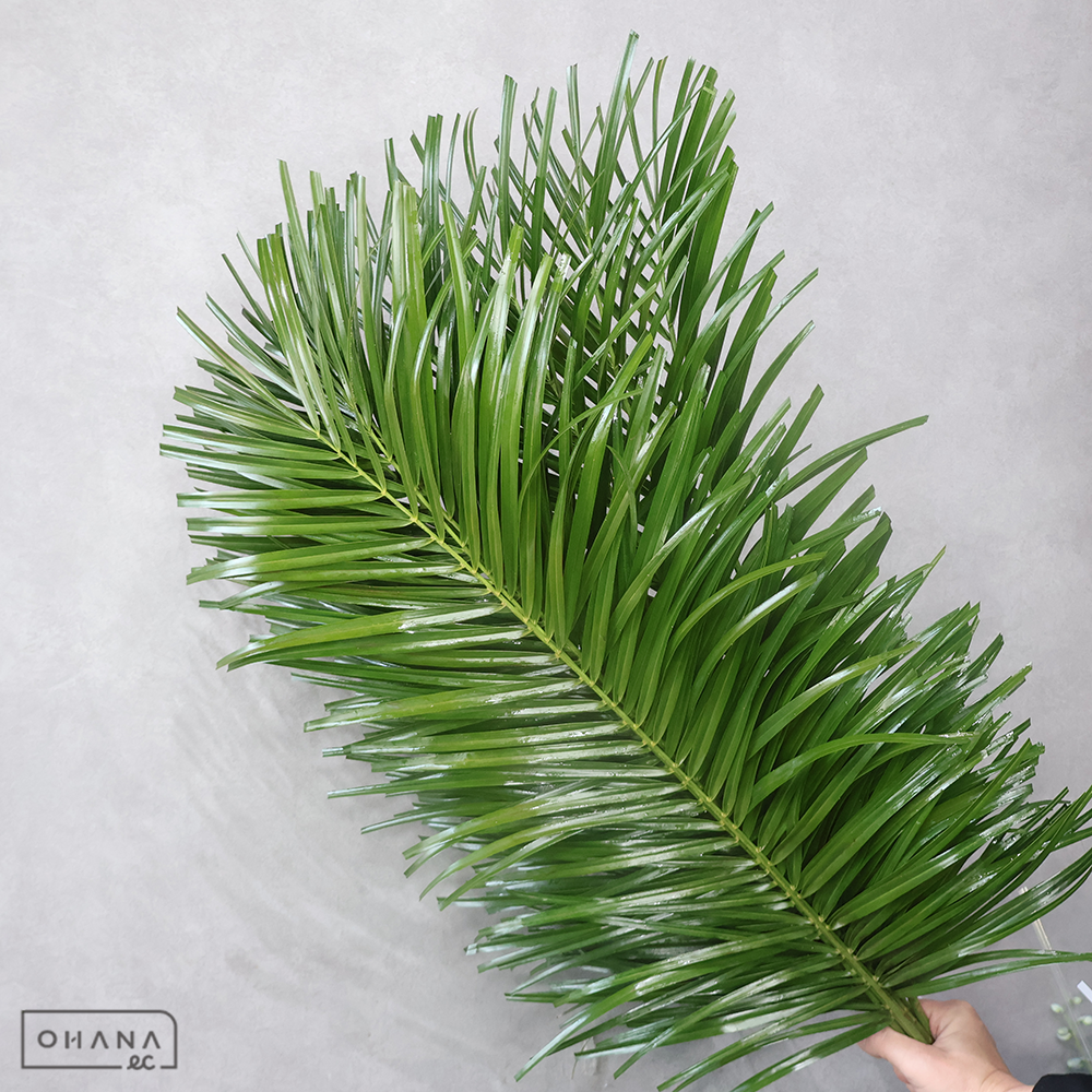 ロベレニー　　 大