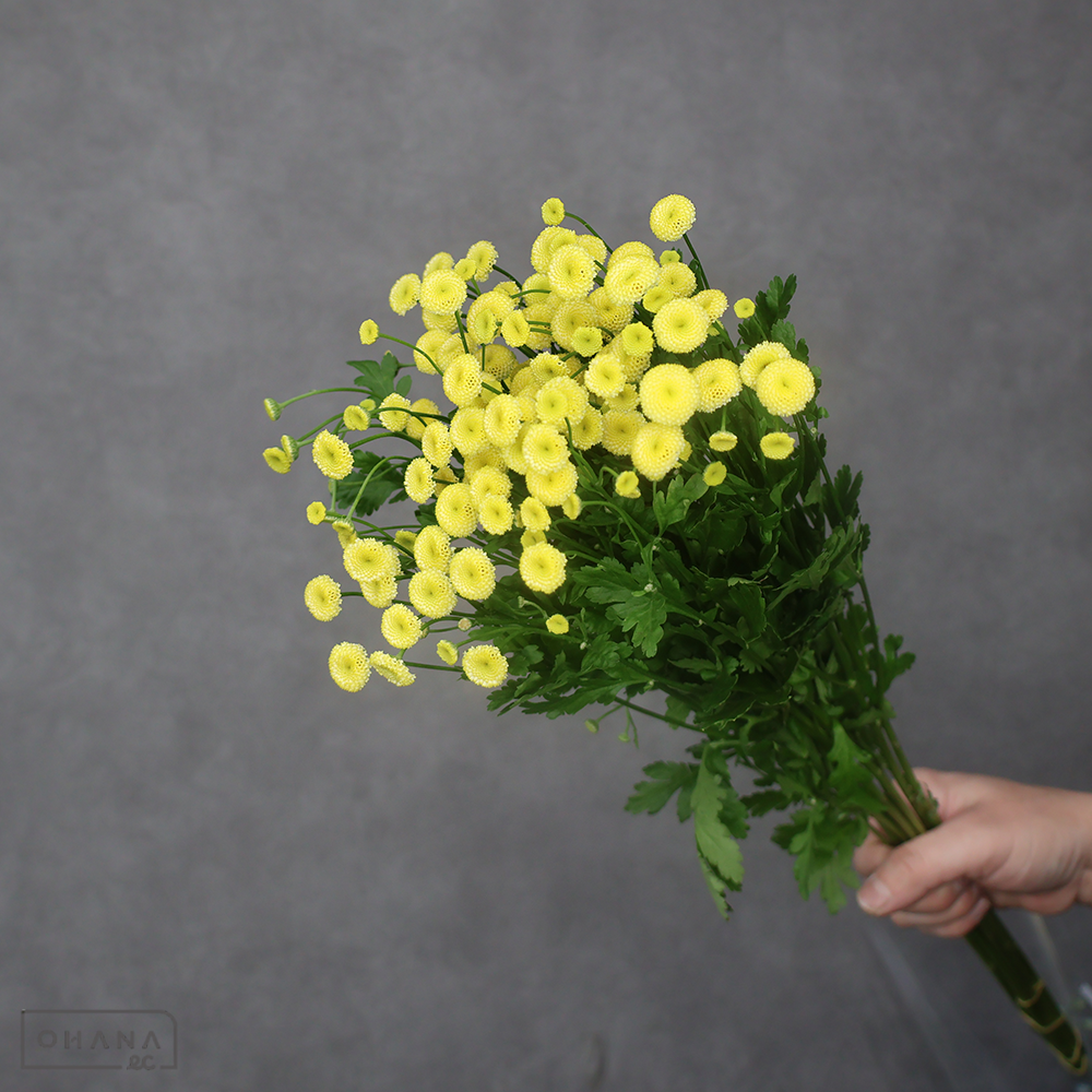 マトリカリア黄　イエローペグモ　L 60cm