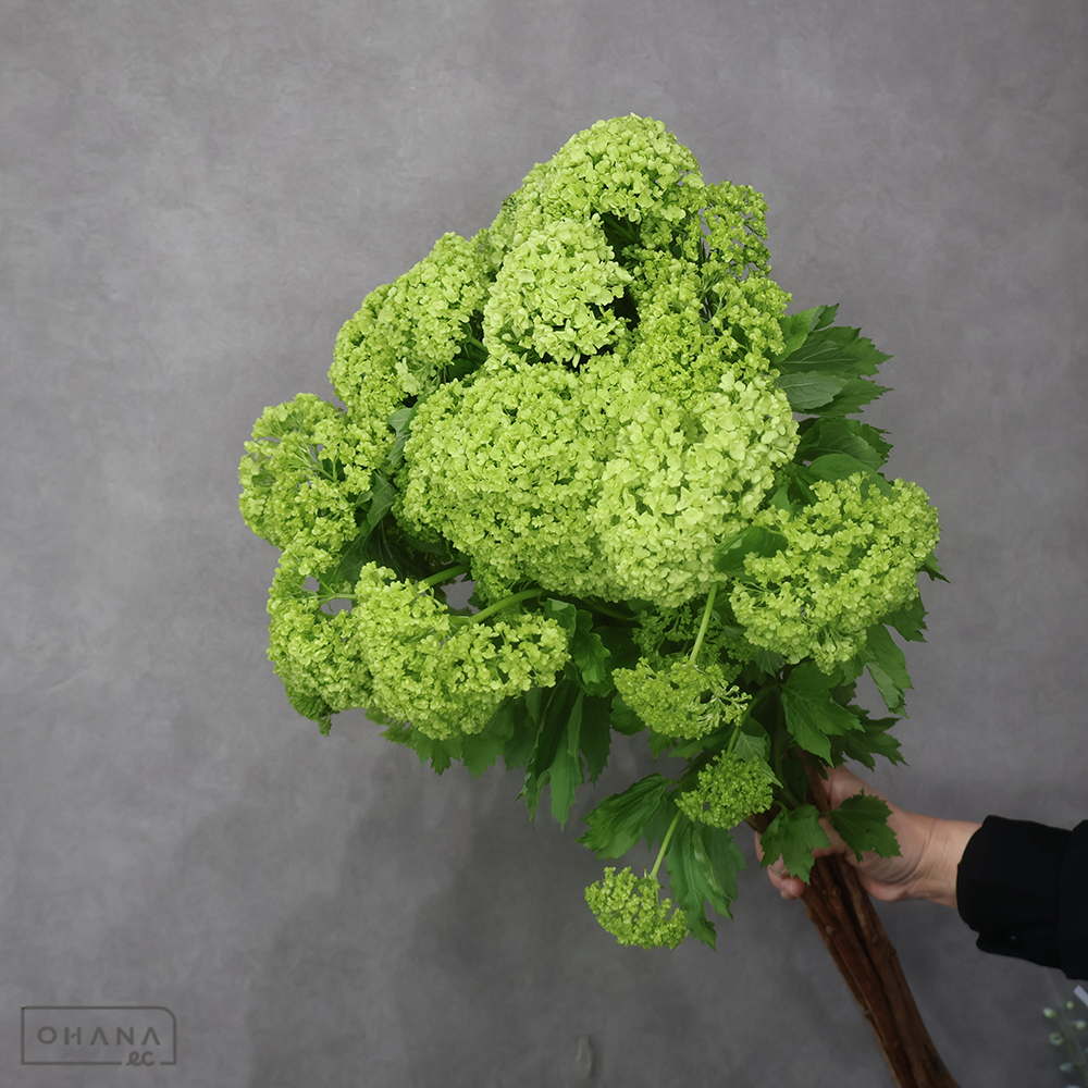 ビバーナム　スノーボール　 80cm 2輪