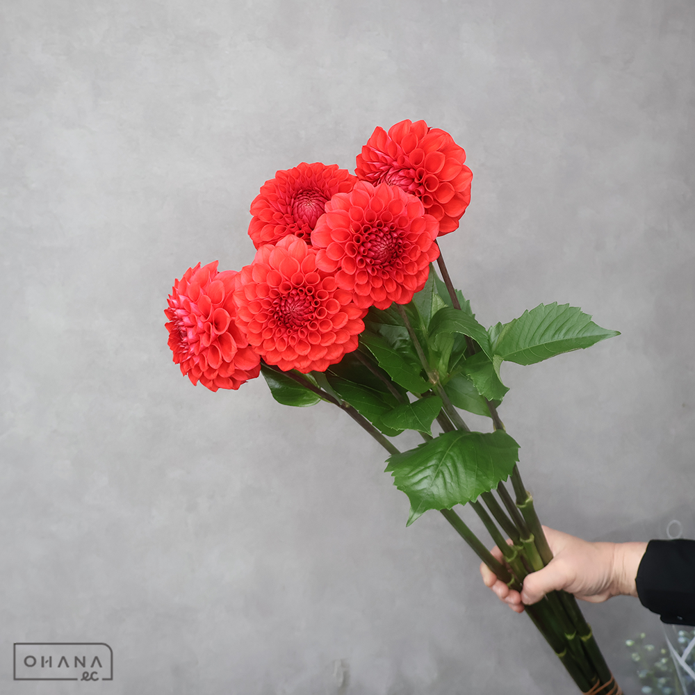 ダリア赤　朝日てまり　 70cm