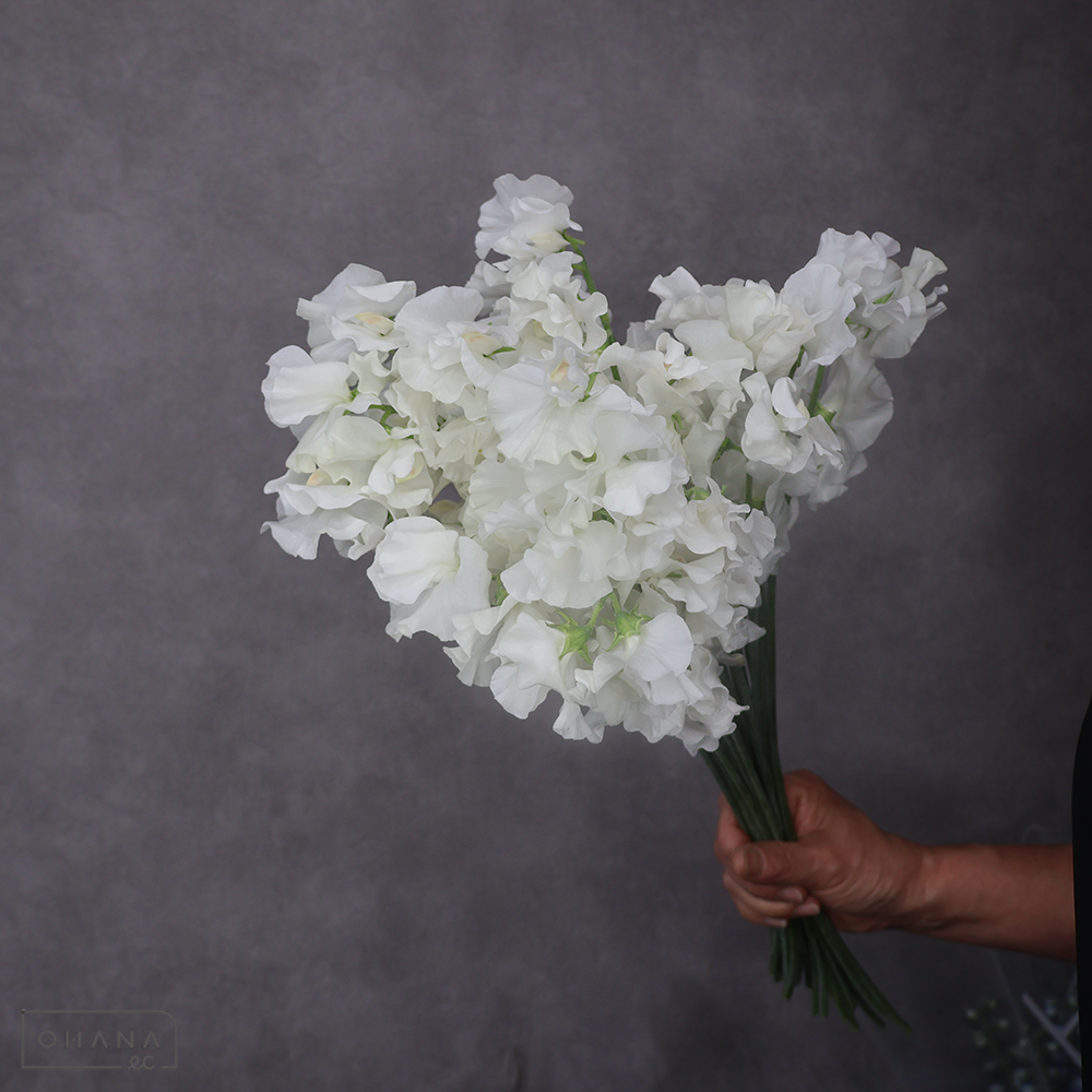 スイトピー白　ロイヤルホワイト　L 4輪