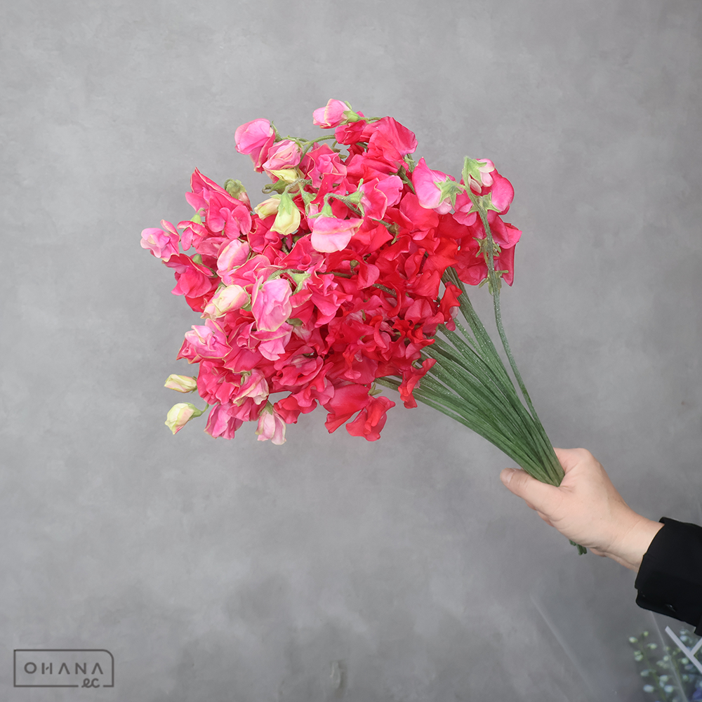 スイトピー赤　スカーレット　L 4輪