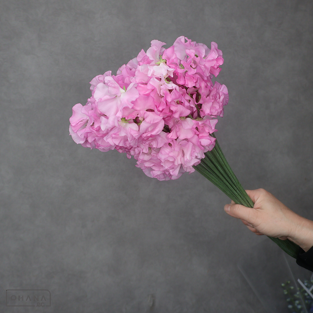 スイトピーピンク　ロイヤルチェリー　L 4輪