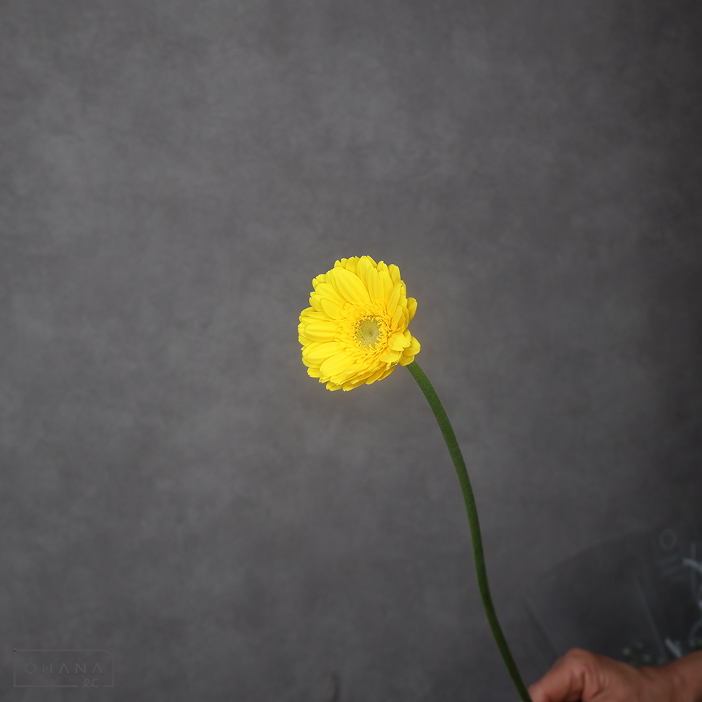 ガーベラ小輪黄　サンディ　秀2L 40cm  ※25本束