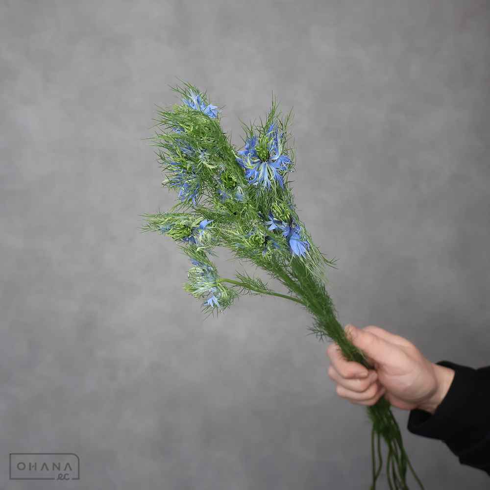 ニゲラ　レースブルー　優 60-50