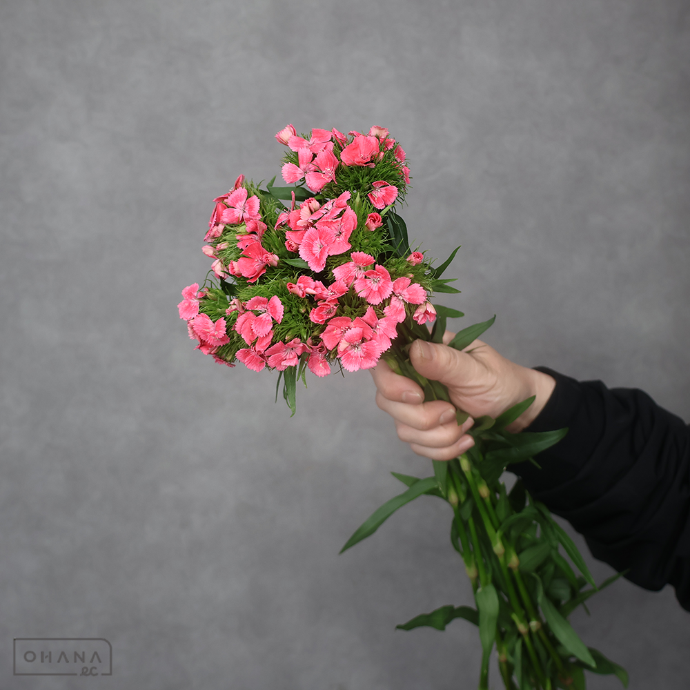 ダイアンサス　キウィコーラル　 60cm