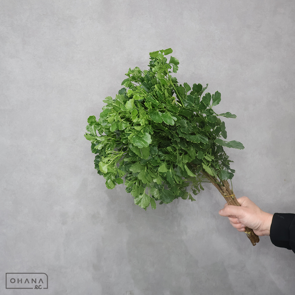 丸葉ポリシャス　 55-50