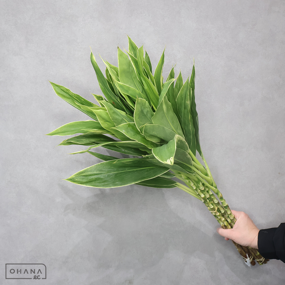 ドラセナ　コーディライン　スノーホワイト　 70cm