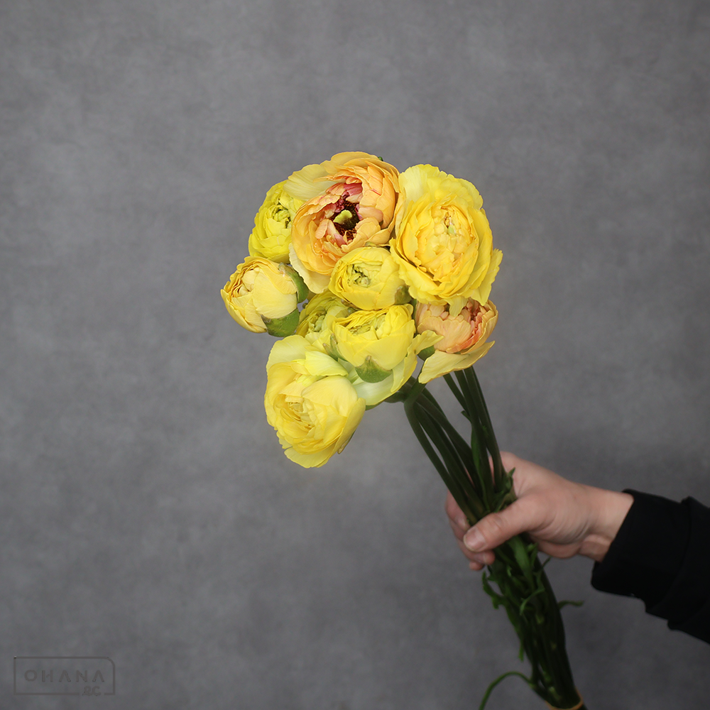 ラナンキュラス　シャルロットＭＩＸ ④　秀 50cm