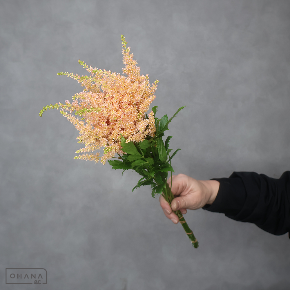 アスチルベ  アプリコット染  40cm