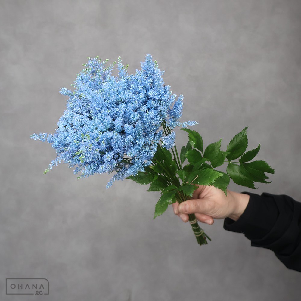 アスチルベ  ライトブルー染  B30cm