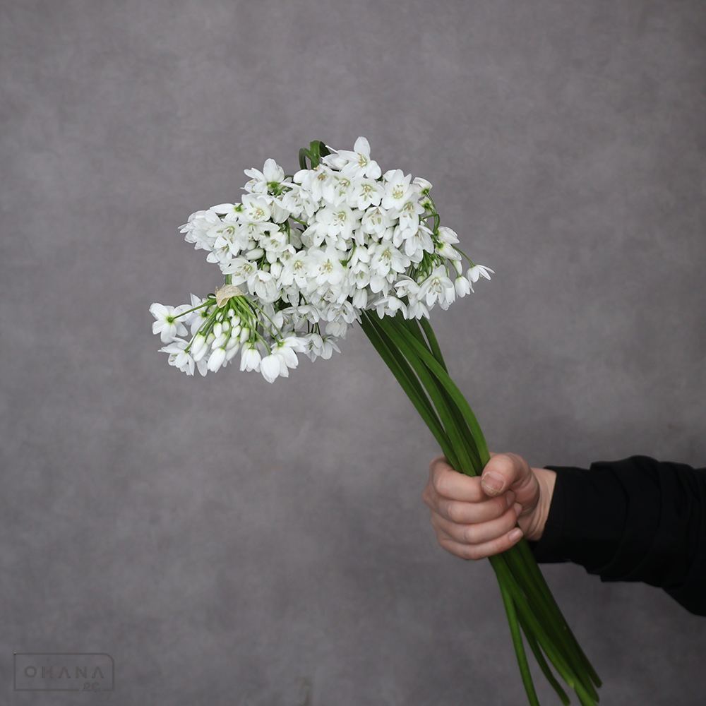 アリウム  コワニー  55cm