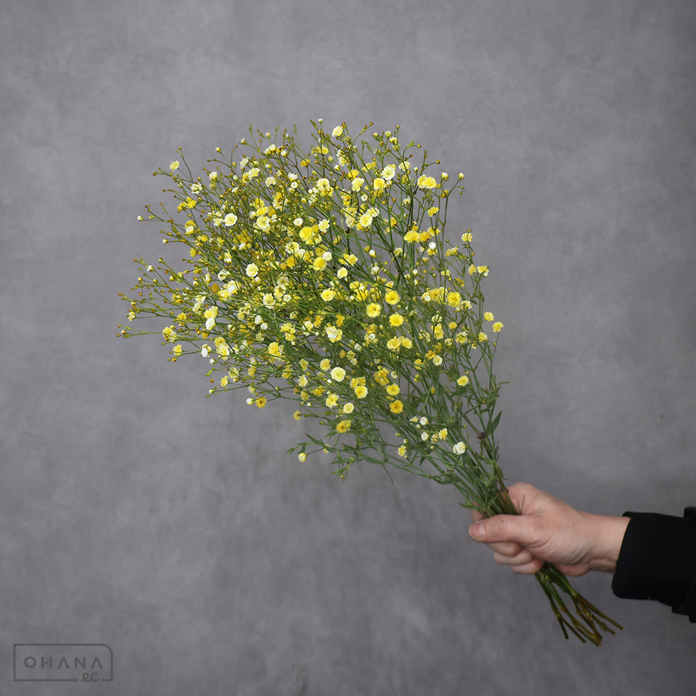 カスミソウ イエロー染    優50cm