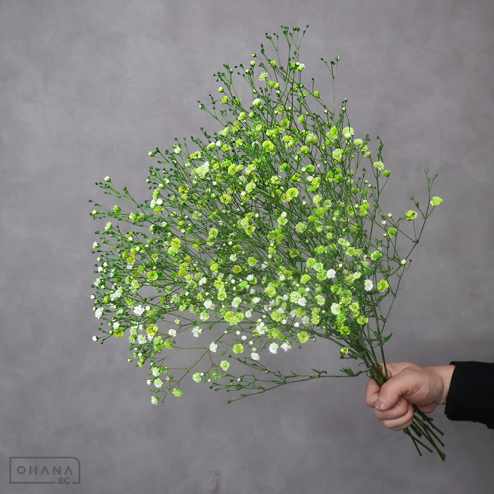 カスミソウ グリーン染    優50cm