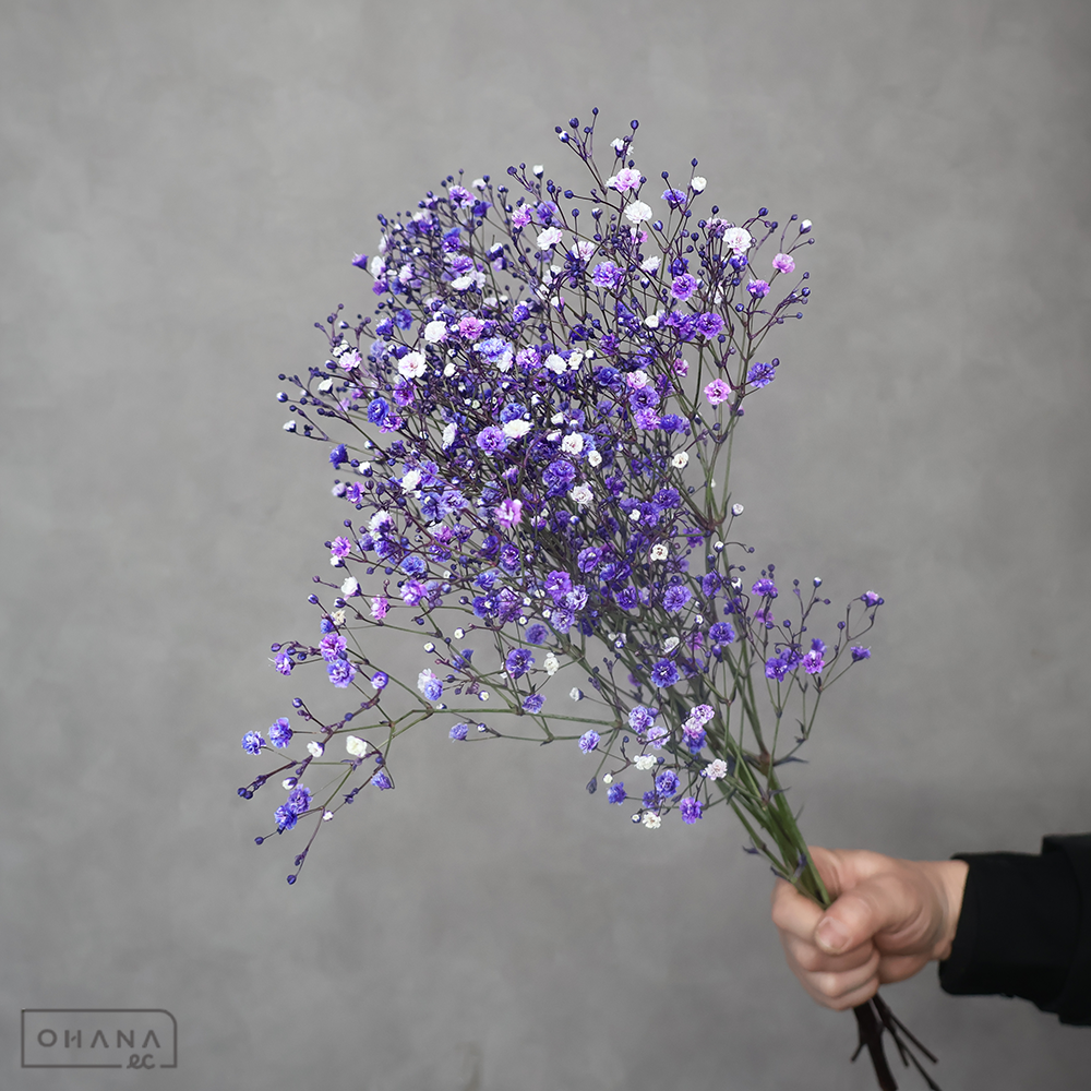 カスミソウ パープル染    優50cm