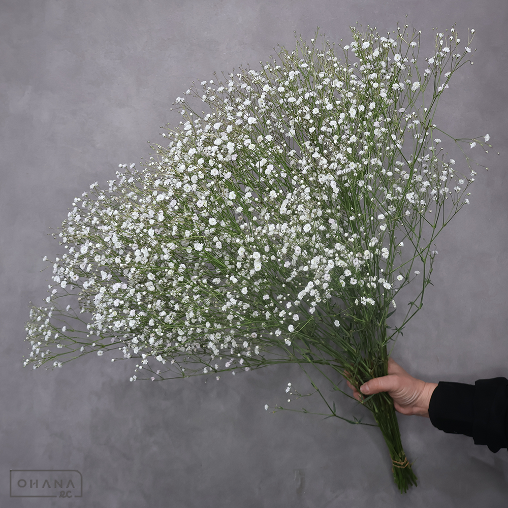 宿根カスミ草  アルタイル  秀M