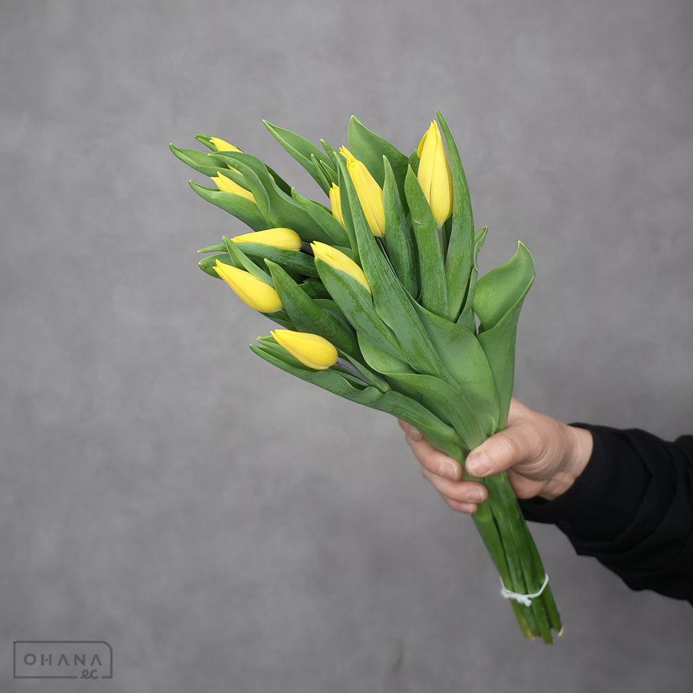 チューリップ  ストロングゴールド  秀2L