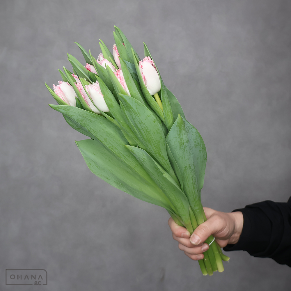 チューリップ  ネグリジェ  秀2L