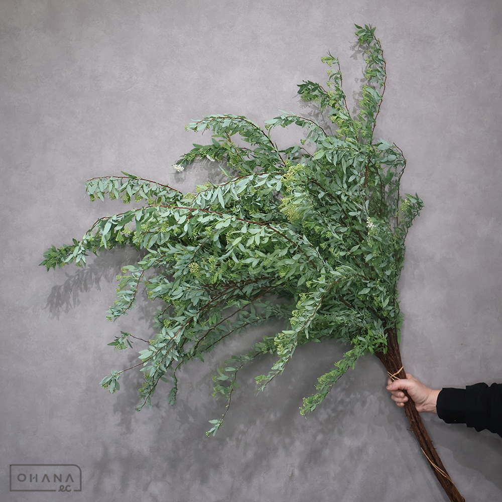 こでまり    秀L