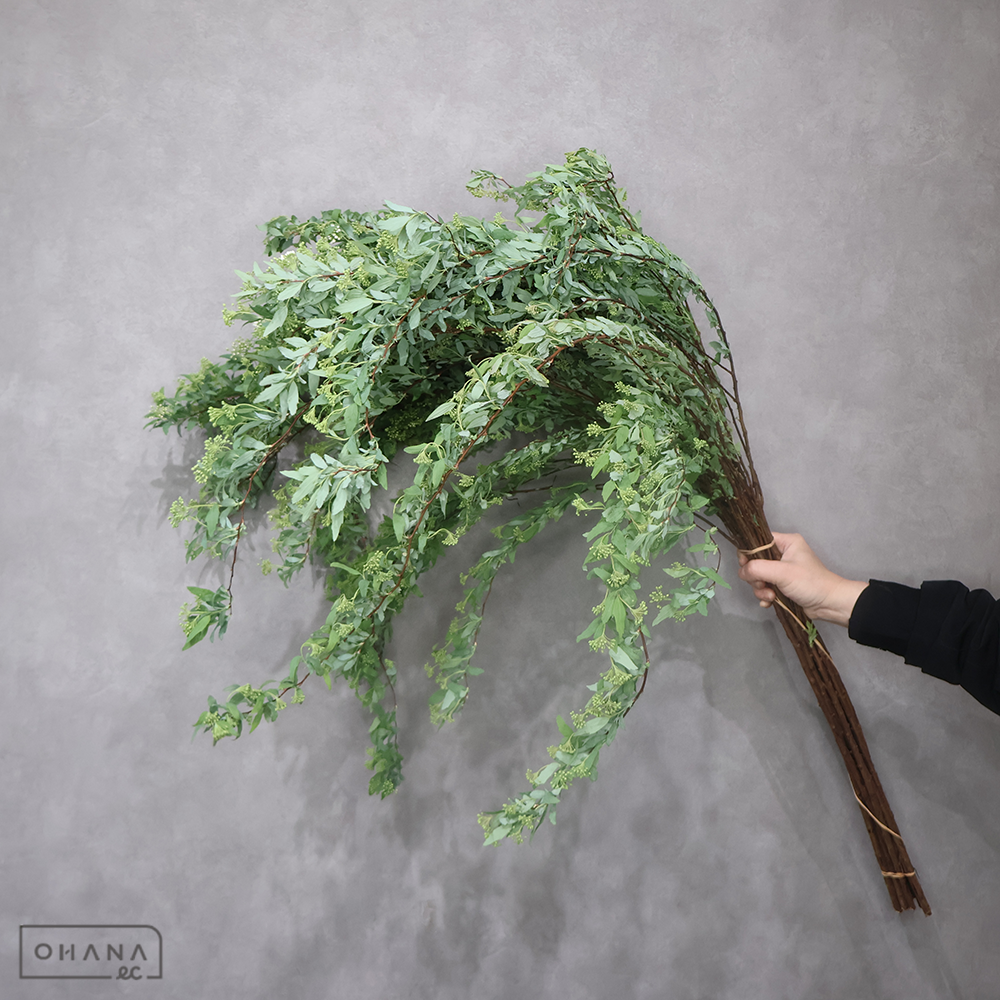 こでまり    秀2L