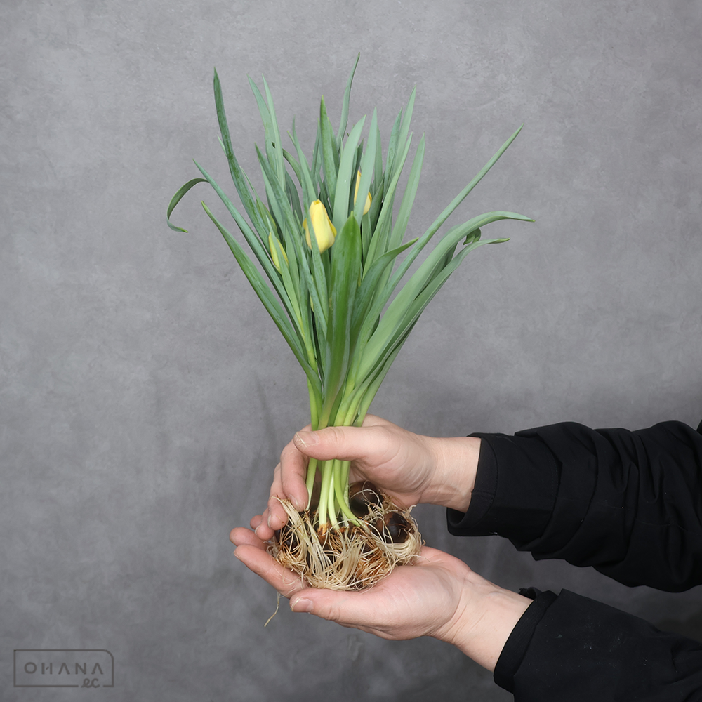 チューリップ　  ブライトゼム　球根付