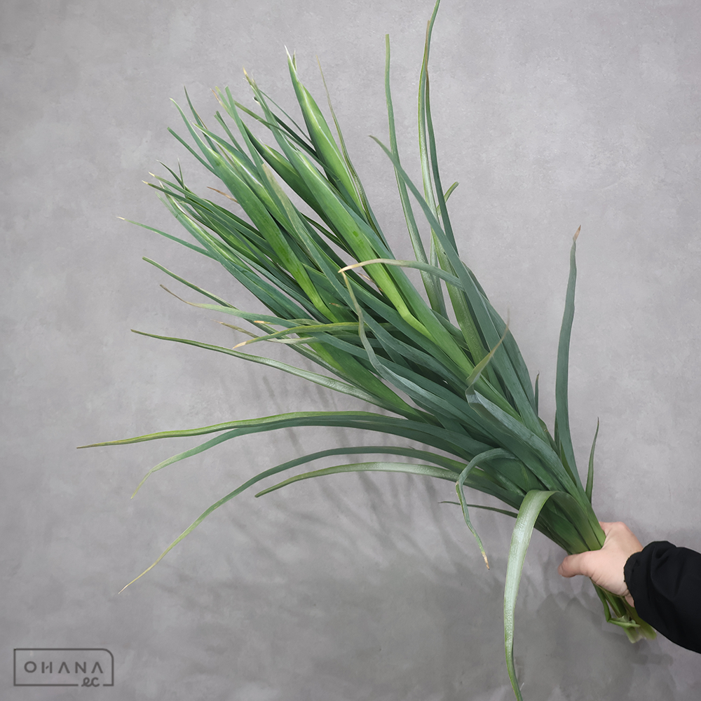 アイリス　ブルーマジック ２Ｌ