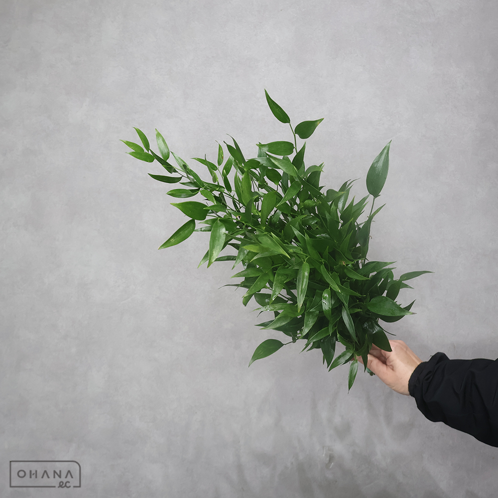 イタリアン　ルスカス　 60-50