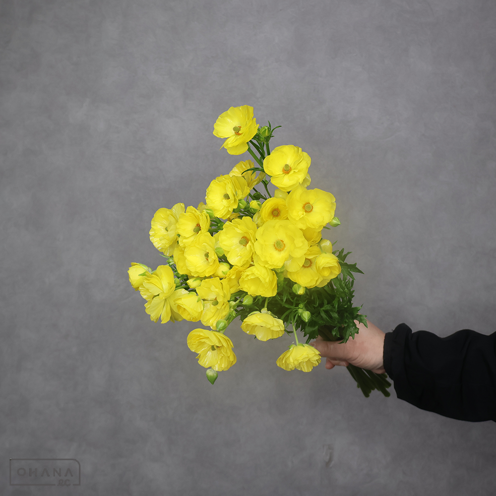 ラナンキュラス　ラックス ピュタロス　秀 40cm